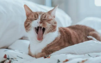 猫咪是怎么散热的?