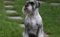 女生适合养的护卫犬有哪些？