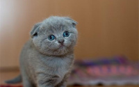 猫咪舔毛是为了什么