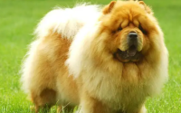 狂犬疫苗有效期是多久
