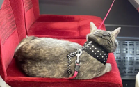 高铁托运一只猫要多少钱