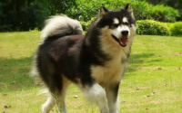 阿拉斯加是大型犬吗？