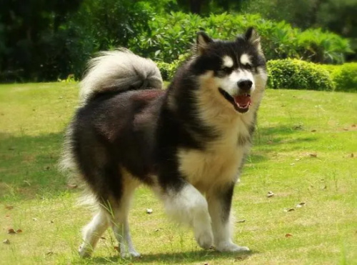 阿拉斯加是大型犬吗？