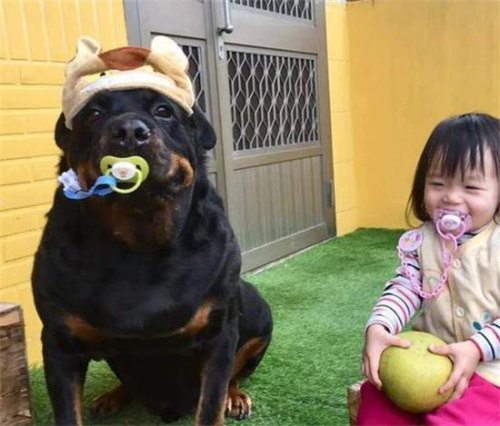 狗界“酷狗”排行,哈士奇居然上榜了