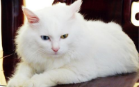 山东狮子猫掉毛原因分析