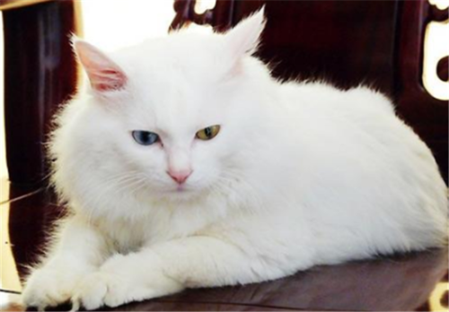 山东狮子猫掉毛原因分析