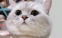 猫咪适合在什么温度下生活