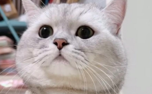 猫咪适合在什么温度下生活