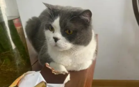 猫吃巧克力会不会死
