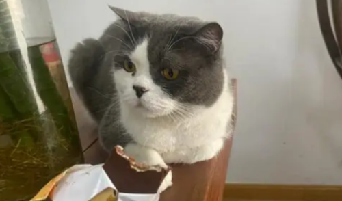 猫吃巧克力会不会死