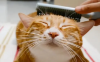 宠物猫掉毛严重怎么办