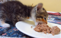 猫饭自制营养比例表