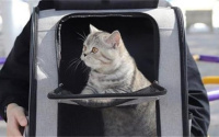 火车可以带宠物猫吗