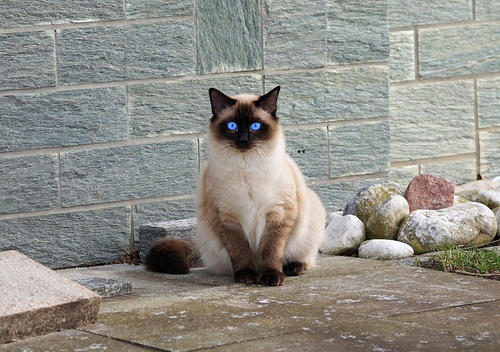 猫舍为什么不允许上门看猫