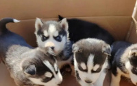 饲养哈士奇幼犬要点