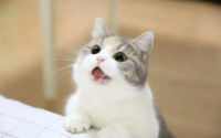 猫每天补充牛磺酸多少克 过量会怎样