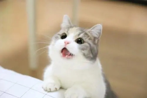 猫每天补充牛磺酸多少克 过量会怎样