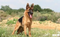 德国牧羊犬的特征有哪些