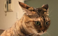 猫飞机耳代表什么