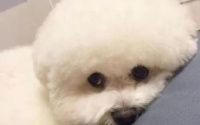 狗吃什么变胖最有效果