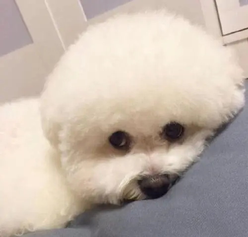 狗吃什么变胖最有效果
