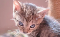 给猫绝育猫会恨主人吗