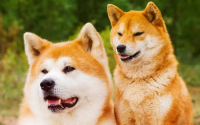 秋田犬的饲养要点