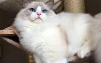 “土猫”和“宠物猫”有哪些区别？