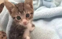 猫白色皮屑但没掉毛 如何去除猫身上的白色皮屑