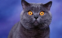 猫吃牛磺酸的好处 牛磺酸吃多了会有影响吗?