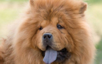 松狮犬能活多久？