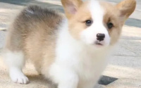 狗狗身上为什么会有跳蚤啊