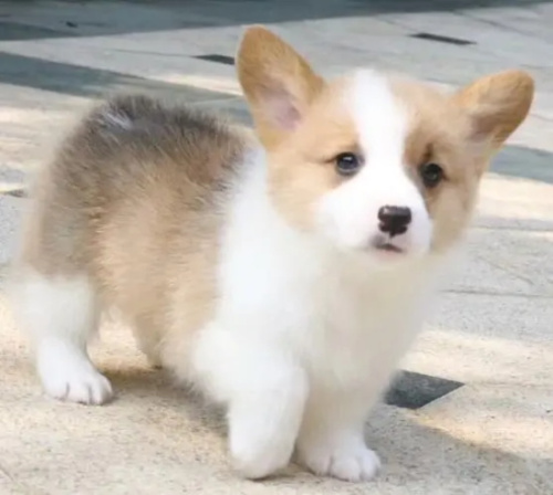 狗狗身上为什么会有跳蚤啊