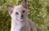 猫咪知道主人对它好吗?