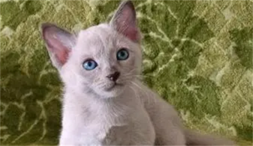 猫咪知道主人对它好吗？