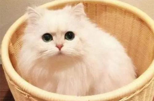 猫每天补充牛磺酸多少克?