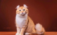 猫按哪个部位可以催吐