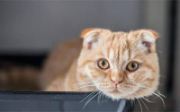 猫生气时发出的声音是怎样的？