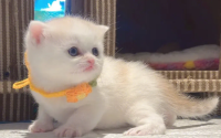 土耳其梵科迪斯猫忌食的食物有哪些