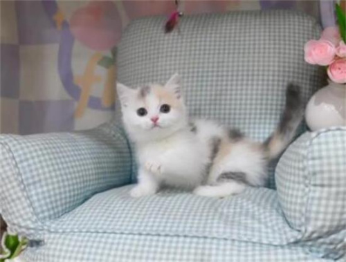 宠物猫性格和主人有关系吗