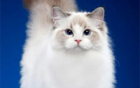 布偶猫的性格特点是什么