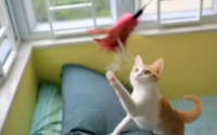 家里面养猫有什么好处