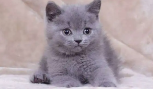 母猫是怎么叫唤小猫的?