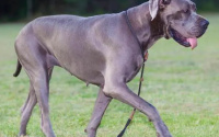 大丹犬性格特点