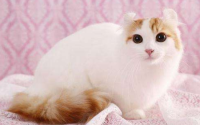 猫不打疫苗也不绝育会死吗