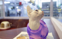 冬天能不能给猫咪穿衣服