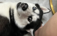 造成哈士奇犬眼屎多的原因