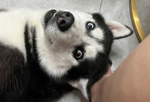 造成哈士奇犬眼屎多的原因