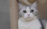 猫身体忽然发出臭味
