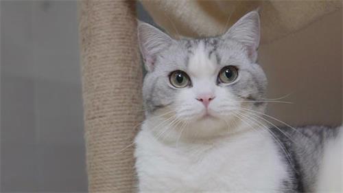 猫身体忽然发出臭味